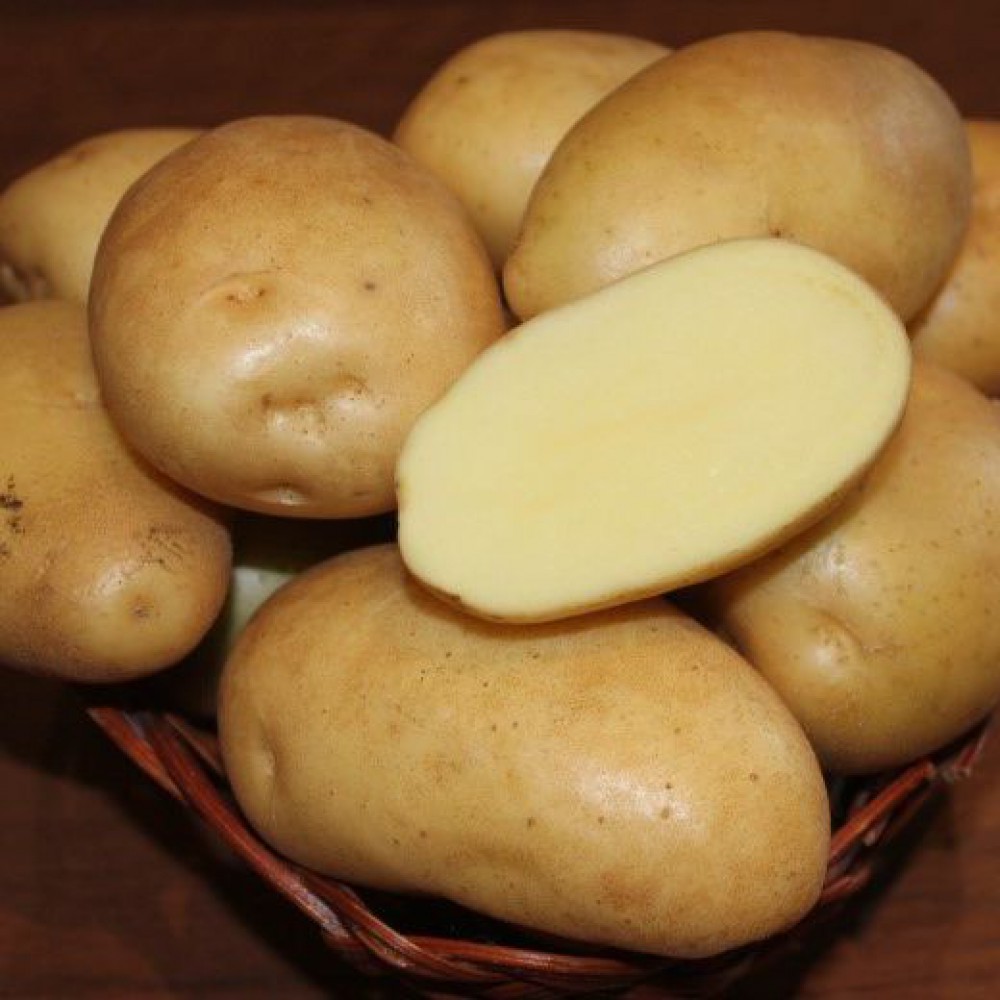 Сорт картофеля гулливер характеристика